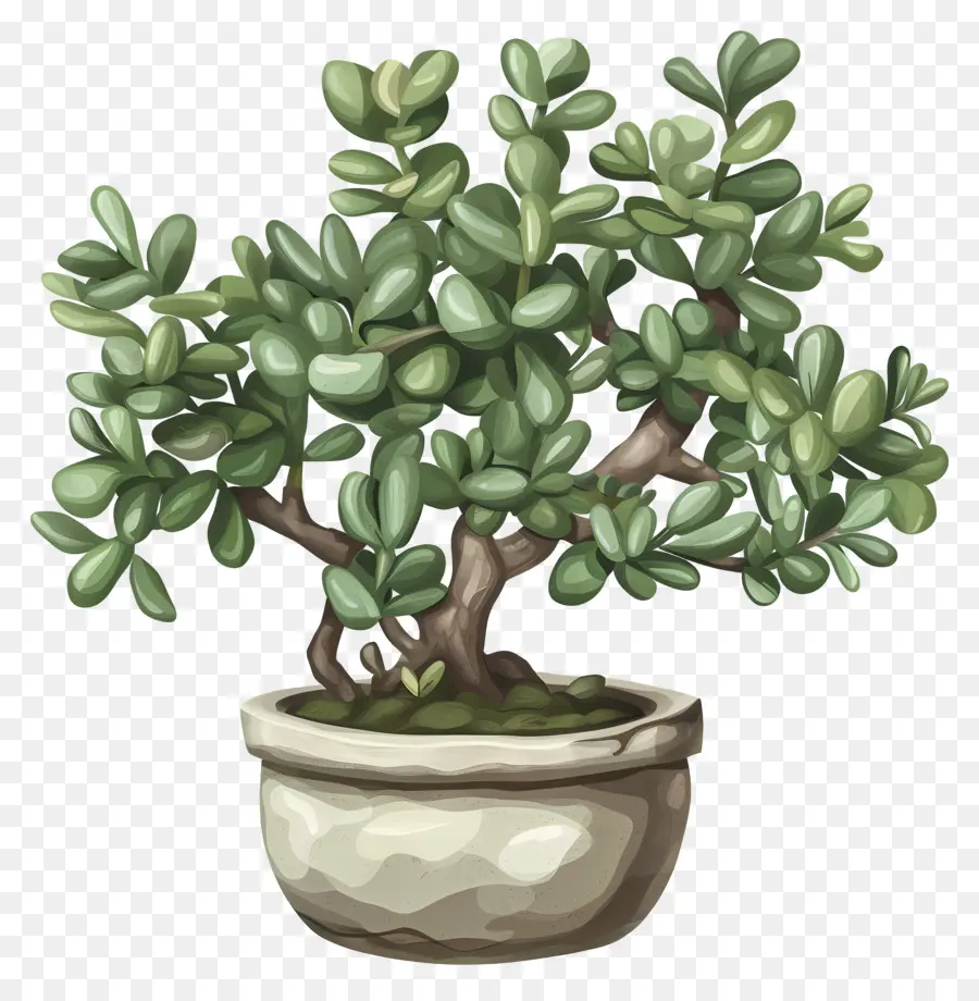 Jade Planta，Uma árvore Bonsai PNG