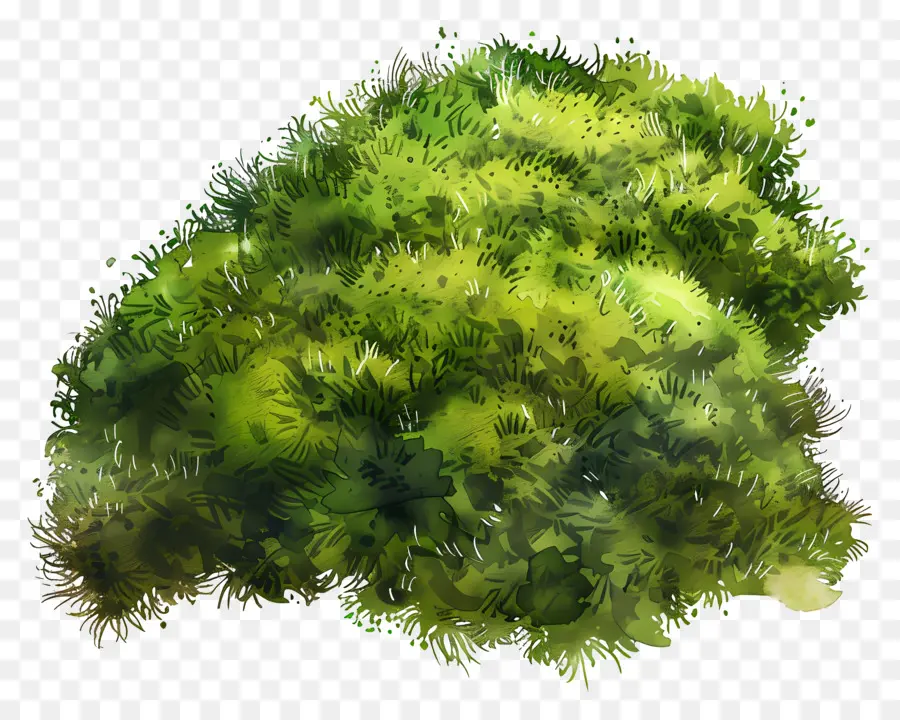 Verde Musgo，Arbusto Verde PNG