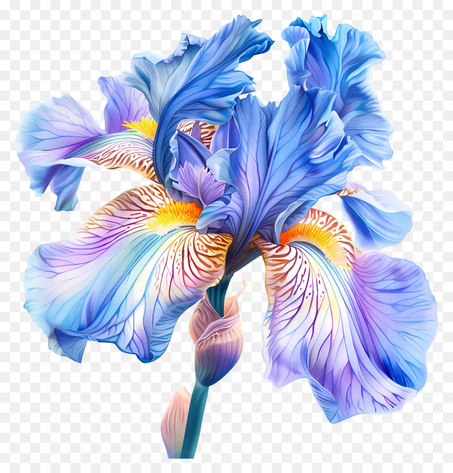 Flor De Iris，íris Azul Da Flor PNG