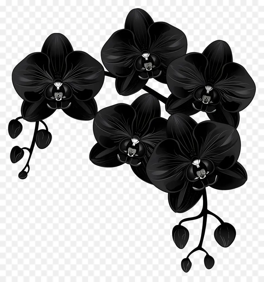 Orquídeas Negras，Flores PNG
