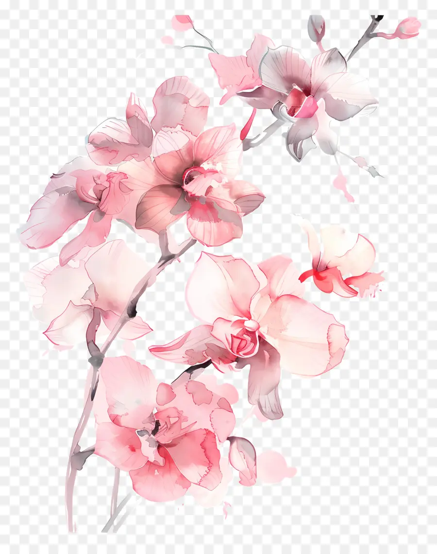 Orquídeas，Pintura Em Aquarela PNG