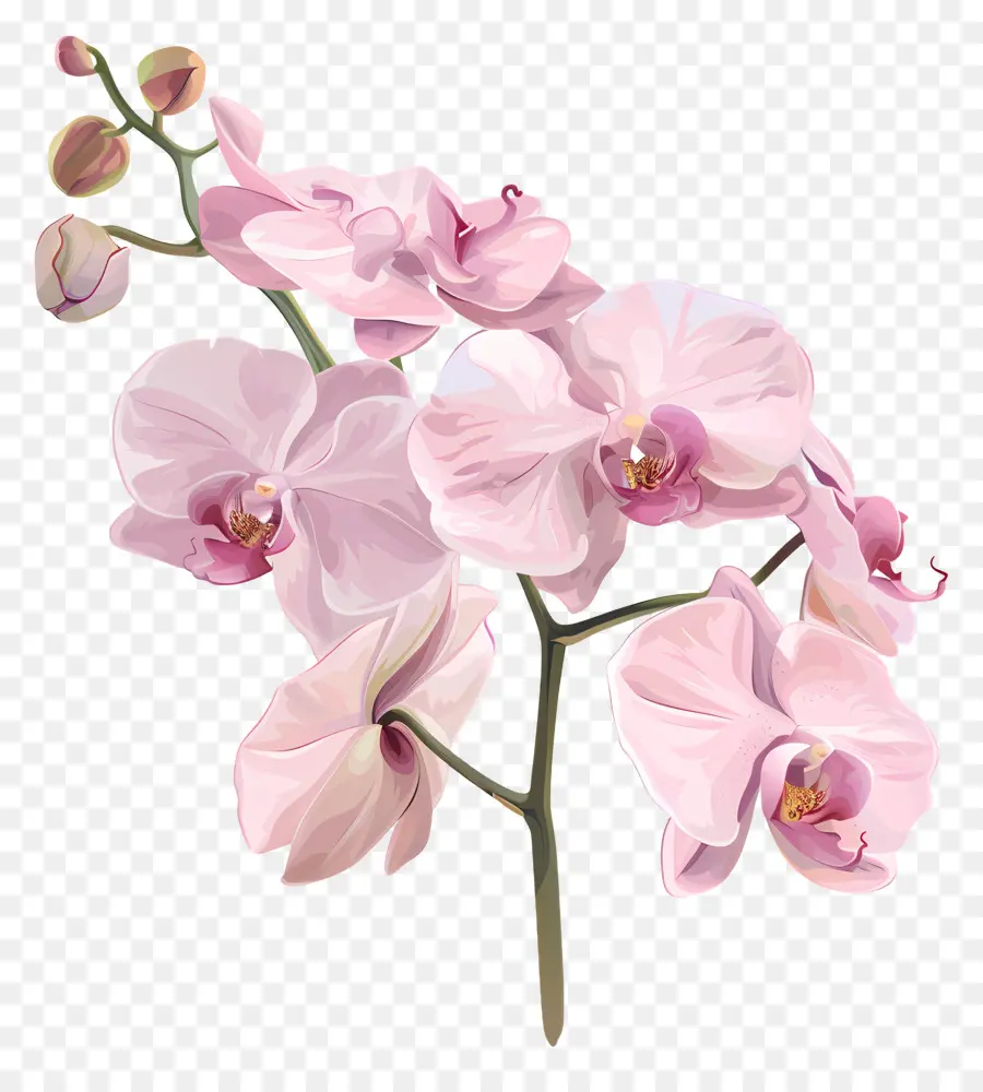 Orquídeas，Orquídeas Rosa PNG