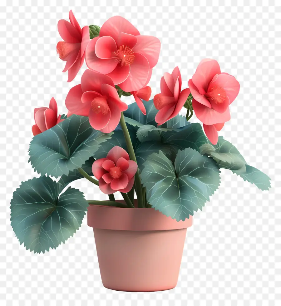 Flor De Begonias Em Vasos，Flores De Baelan Rosa PNG