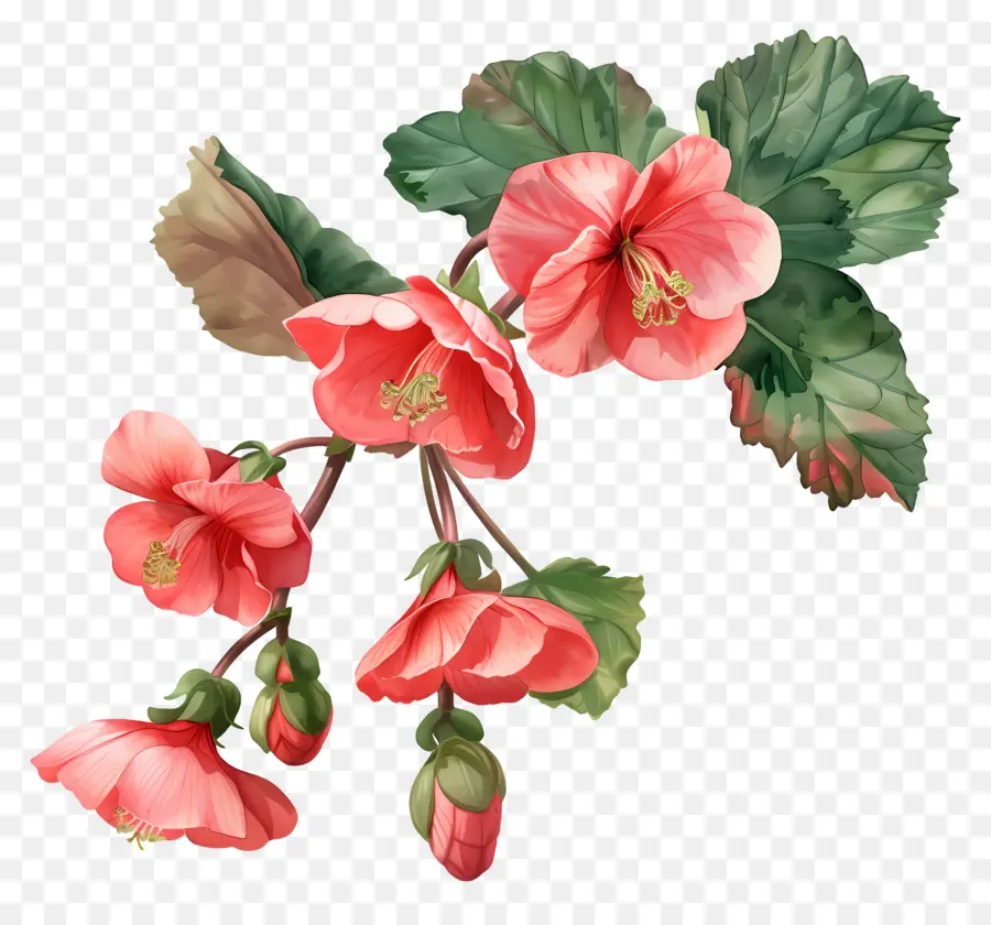 Begonias，Cor De Rosa Hibisco PNG