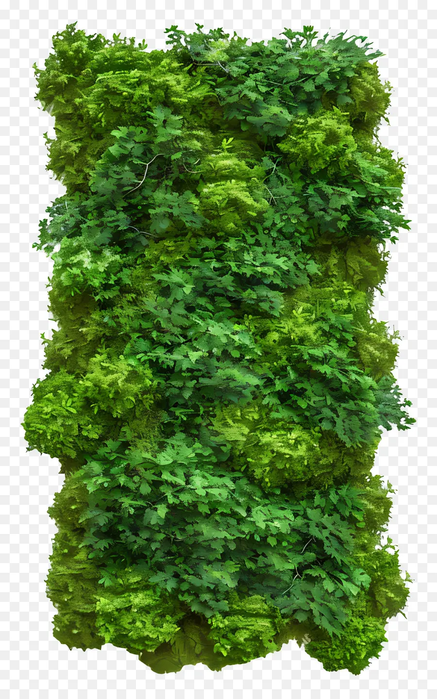 Musgo Da Parede，Folhas Verdes PNG