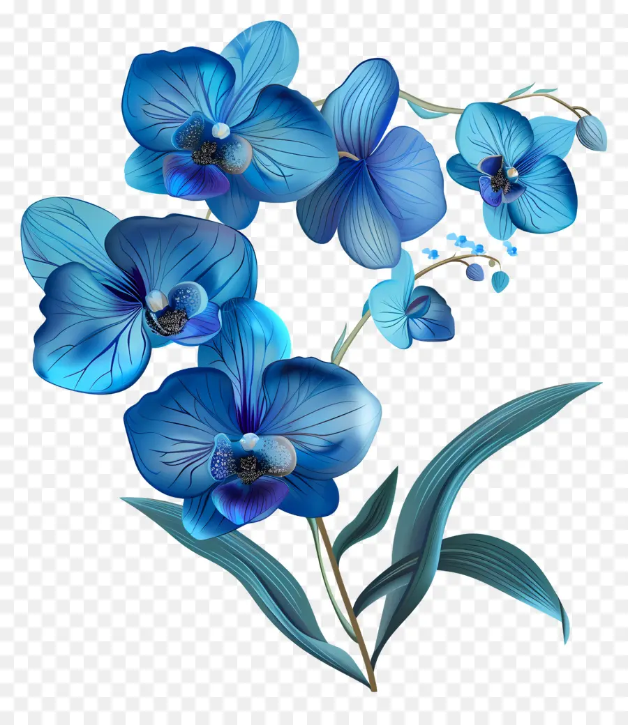 Orquídeas Azuis，Buquê PNG
