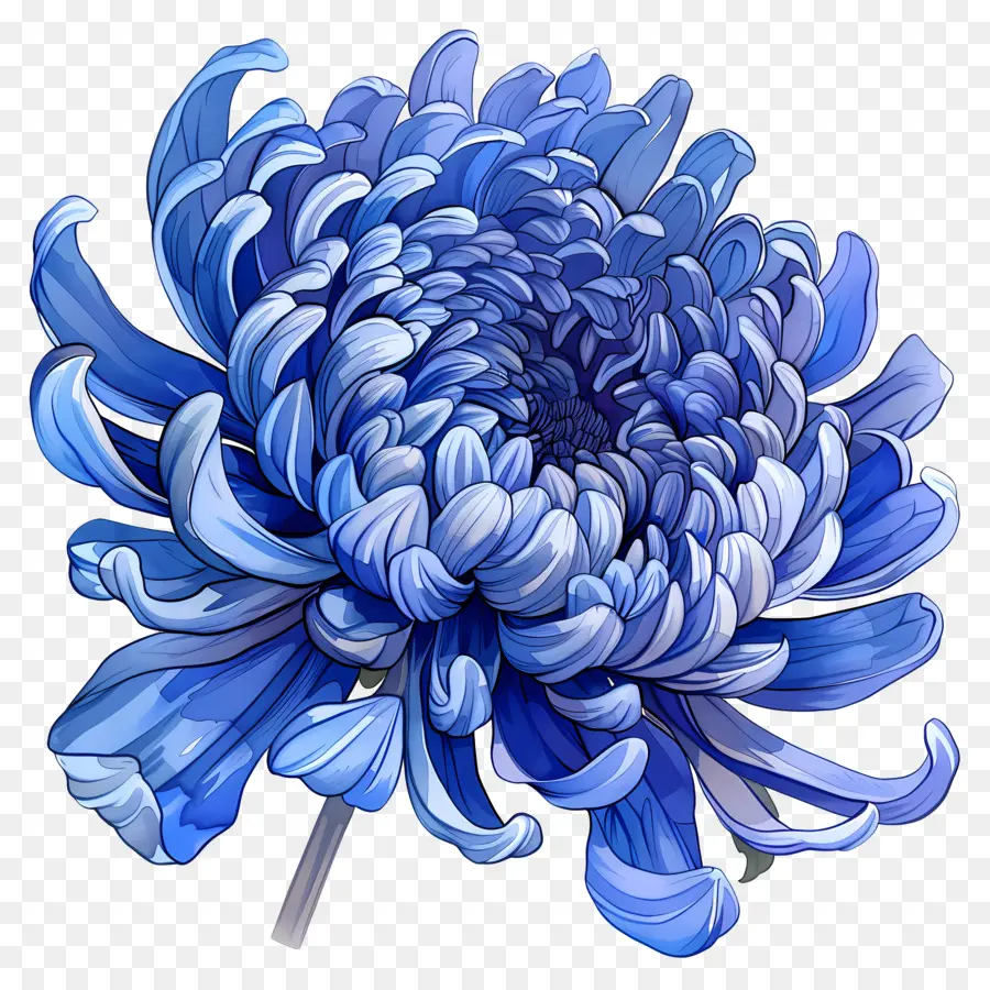 Crisântemo Azul，Flor PNG