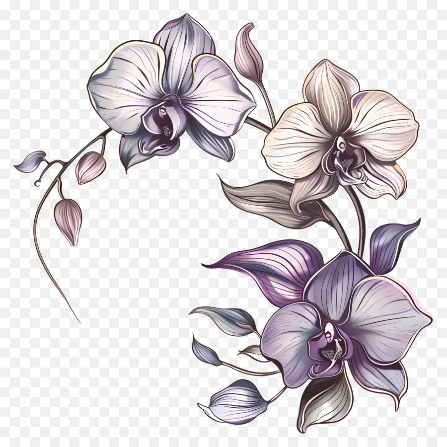 Orquídeas，Flores PNG