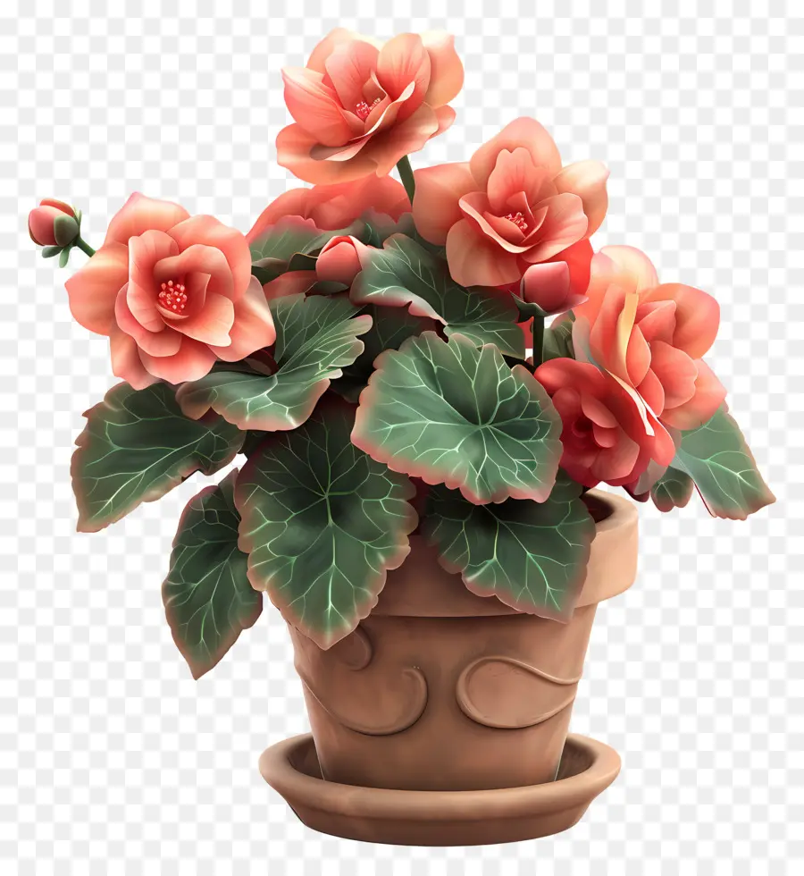 Flor De Begonias Em Vasos，Planta De Vaso PNG