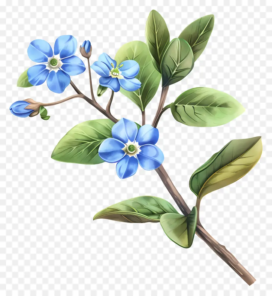Não Te Esqueças De Mim Flor，Flores Azuis PNG