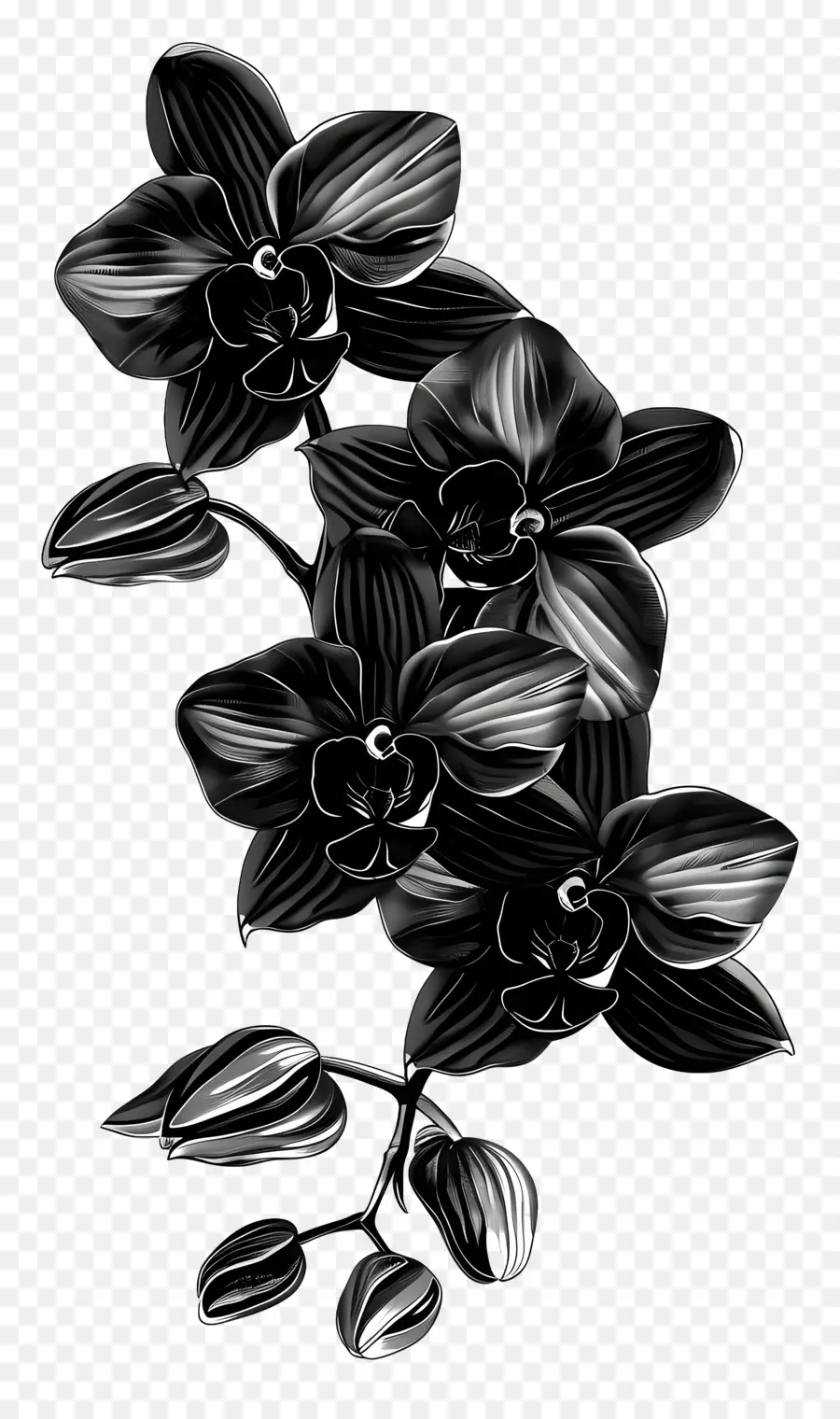Orquídeas Negras，Orquídeas PNG