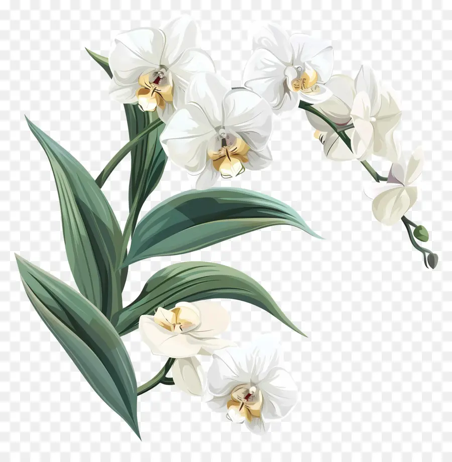 Orquídeas Brancas，Orquídeas PNG