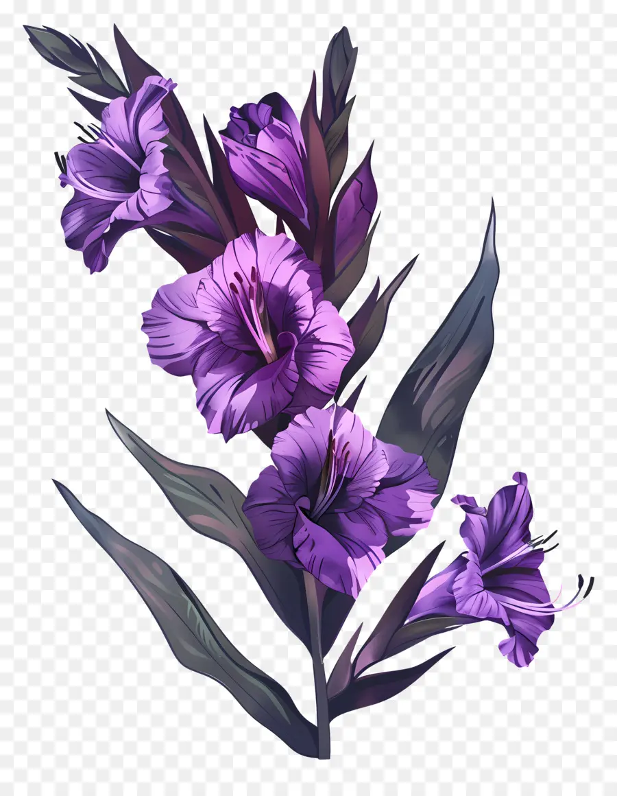 Gladioli Roxo，Flores Roxas PNG