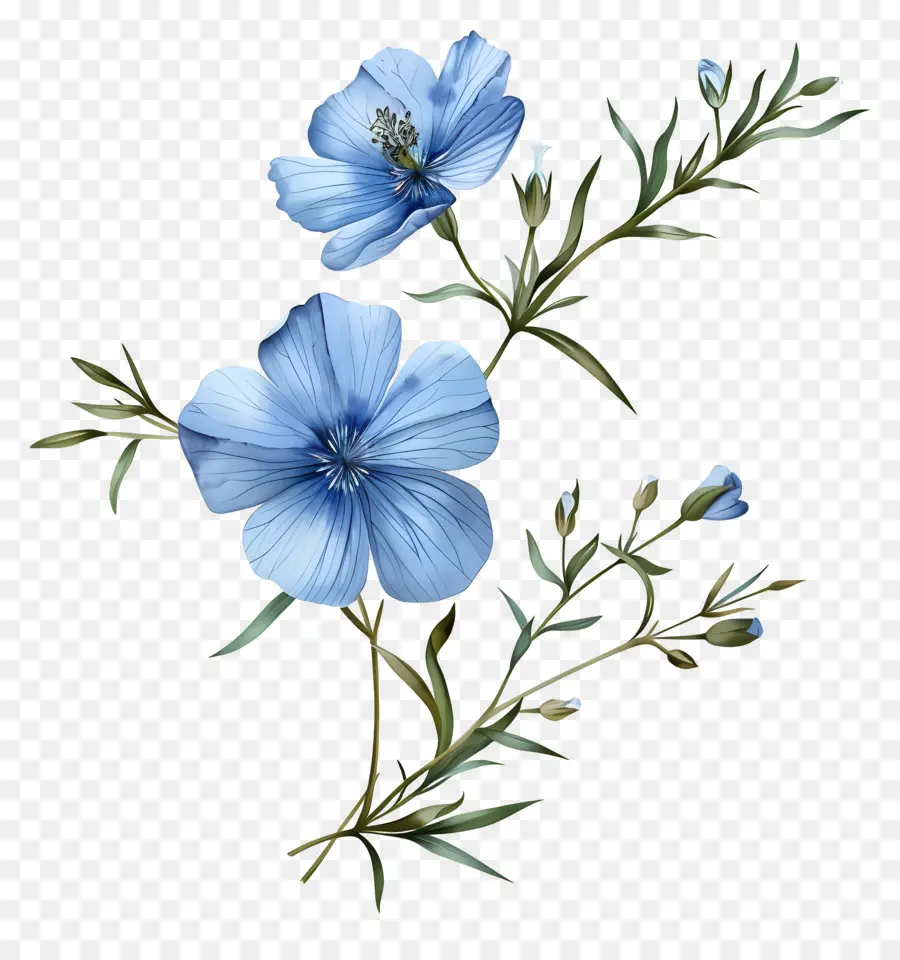 Blue Linho Perene，Flor Azul PNG