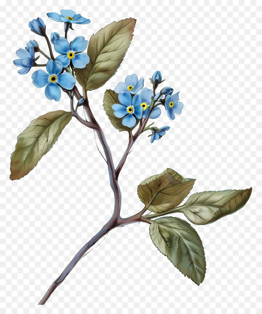 Não Te Esqueças De Mim Flor，Esqueça Me Nots PNG