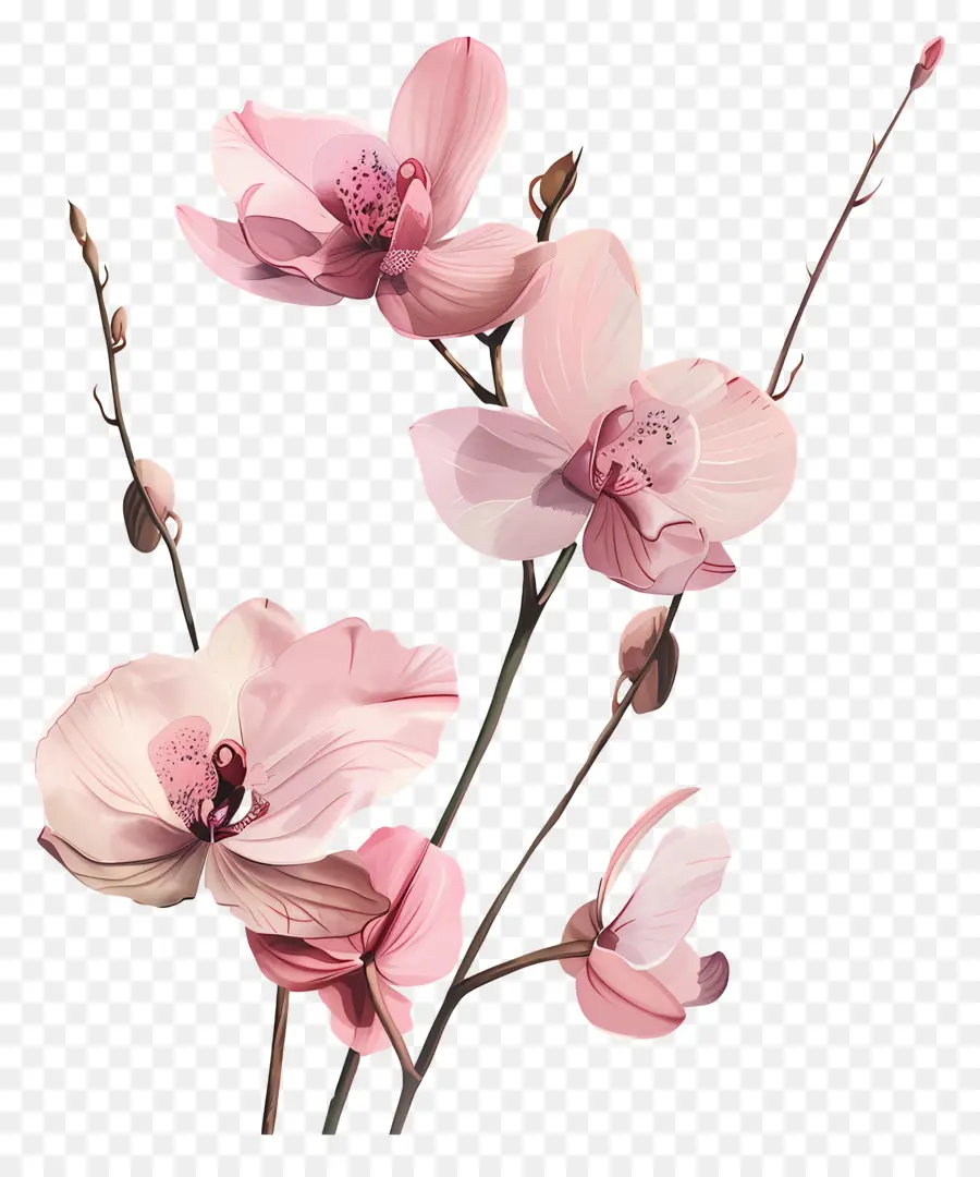 Orquídeas，Flor Do Ramo PNG