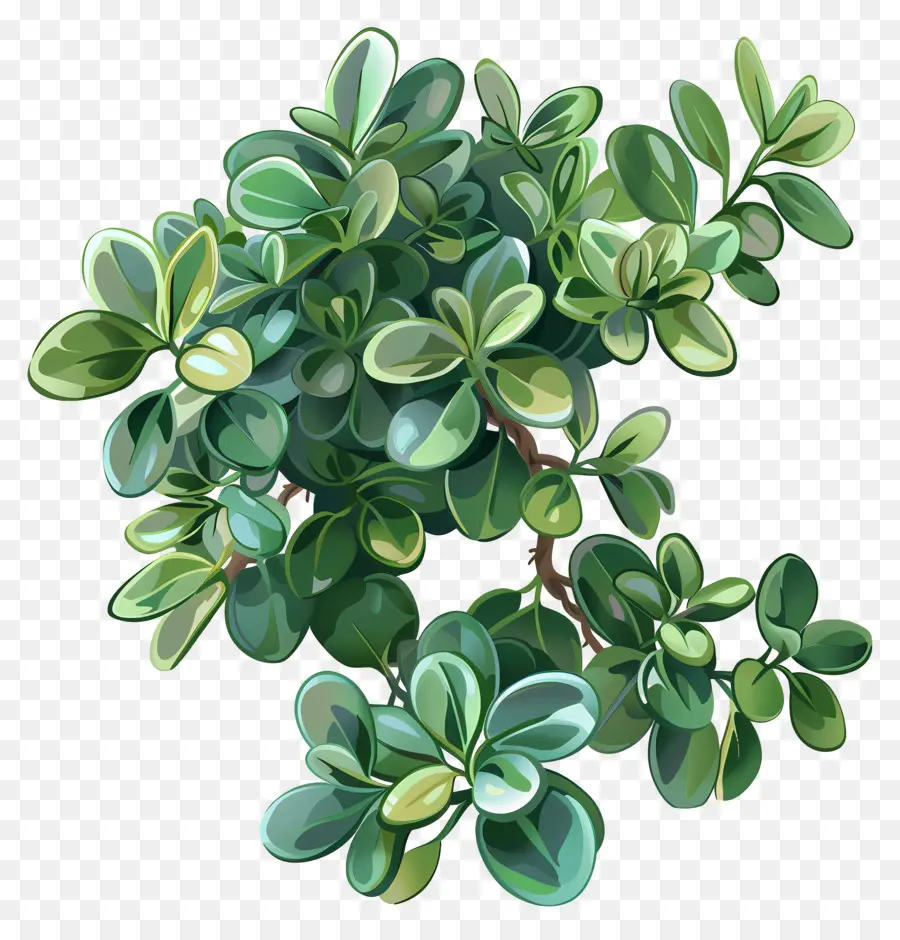 Planta De Jade Ripple，Planta De Folhas Verdes PNG