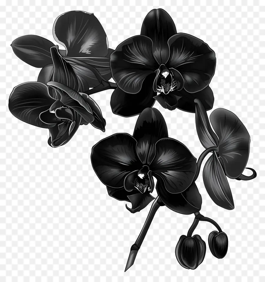 Orquídeas Negras，Arranjo Floral PNG
