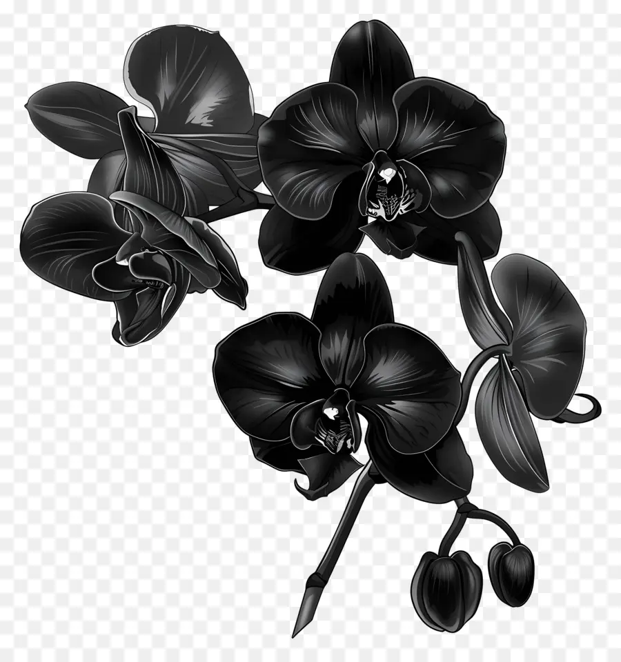 Orquídeas Negras，Orquídeas PNG