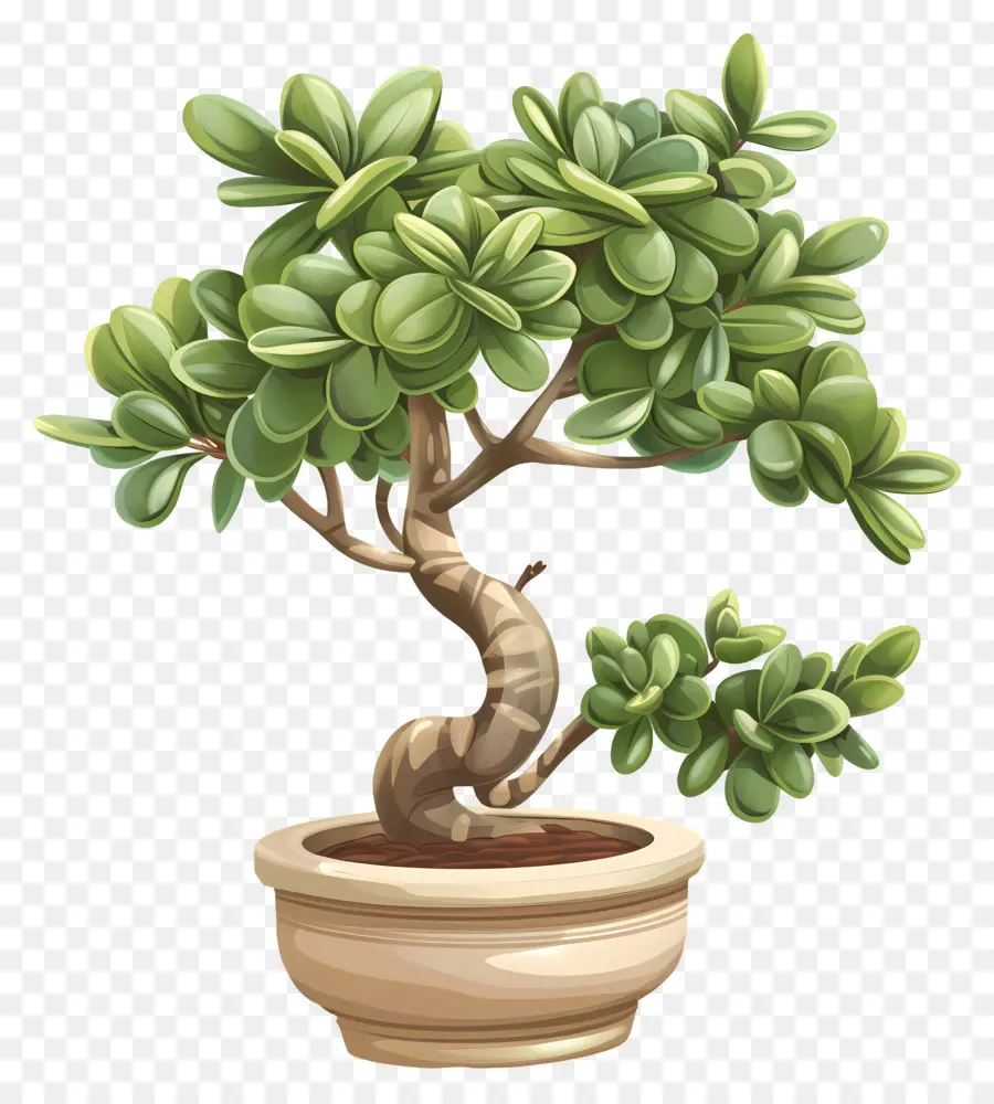 Jade Planta，Uma árvore Bonsai PNG