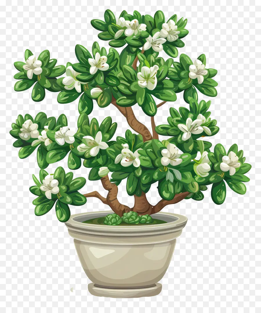 Flor De Jade Em Vasos，Uma árvore Bonsai PNG