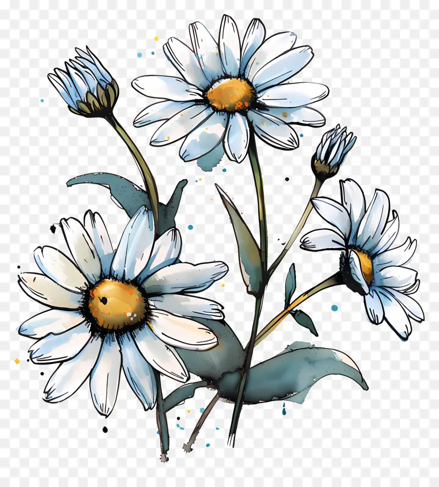 Daisies Flowers，Pintura Em Aquarela PNG