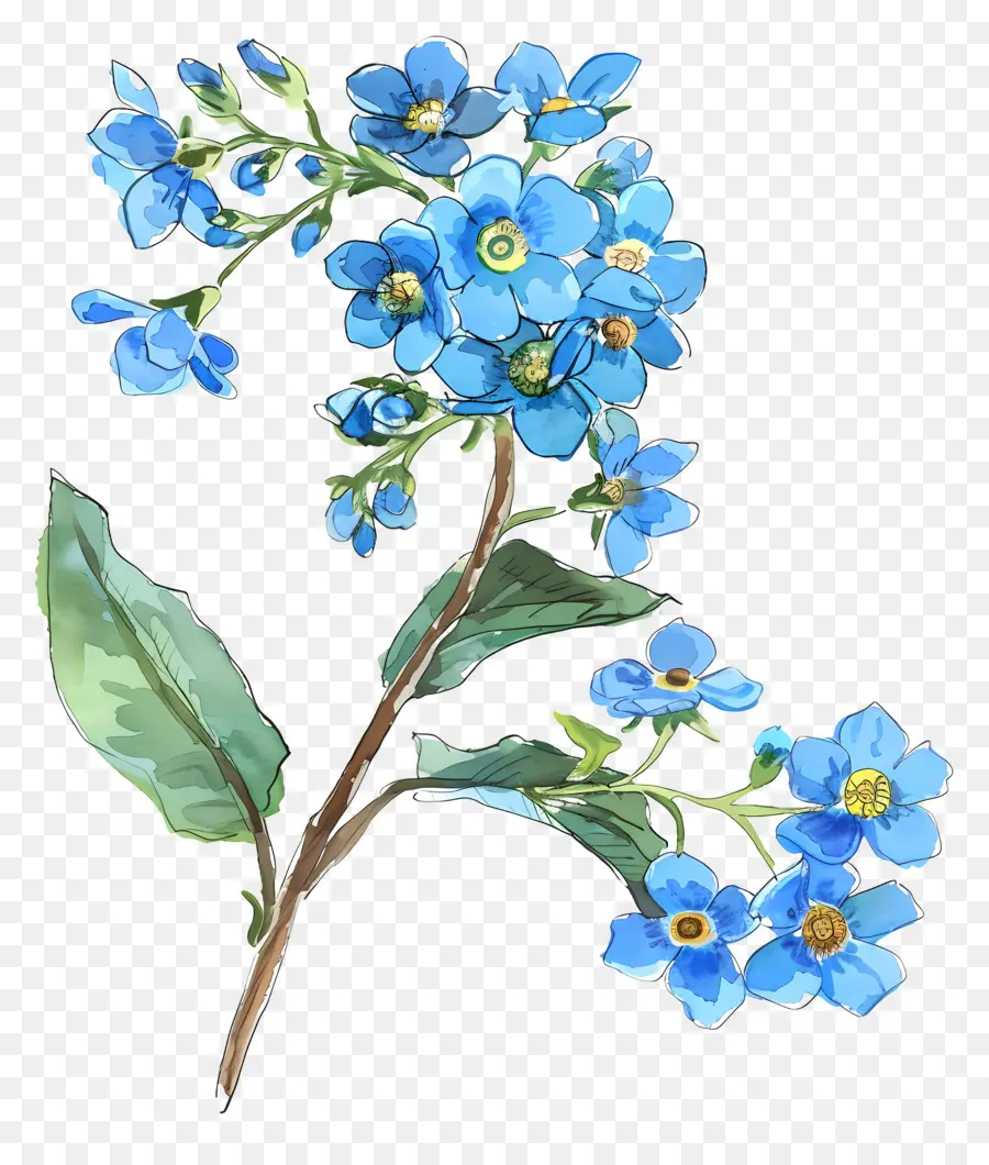 Não Te Esqueças De Mim Flor，Flor Azul PNG