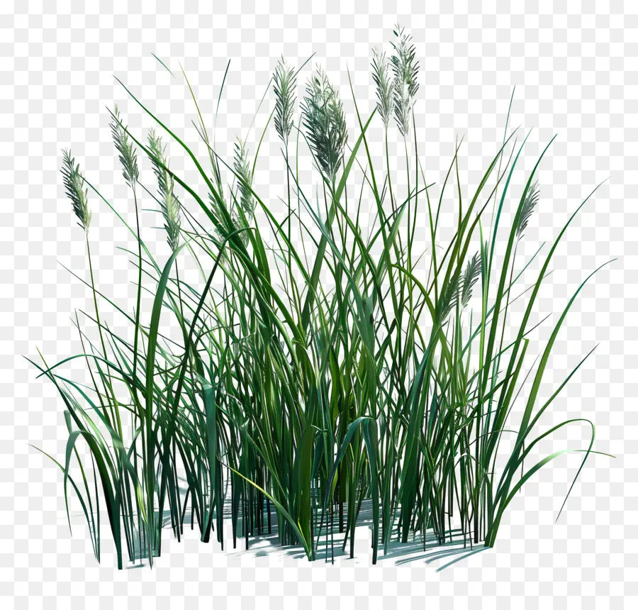 Karl Foerster Grass，Zonas Húmidas PNG