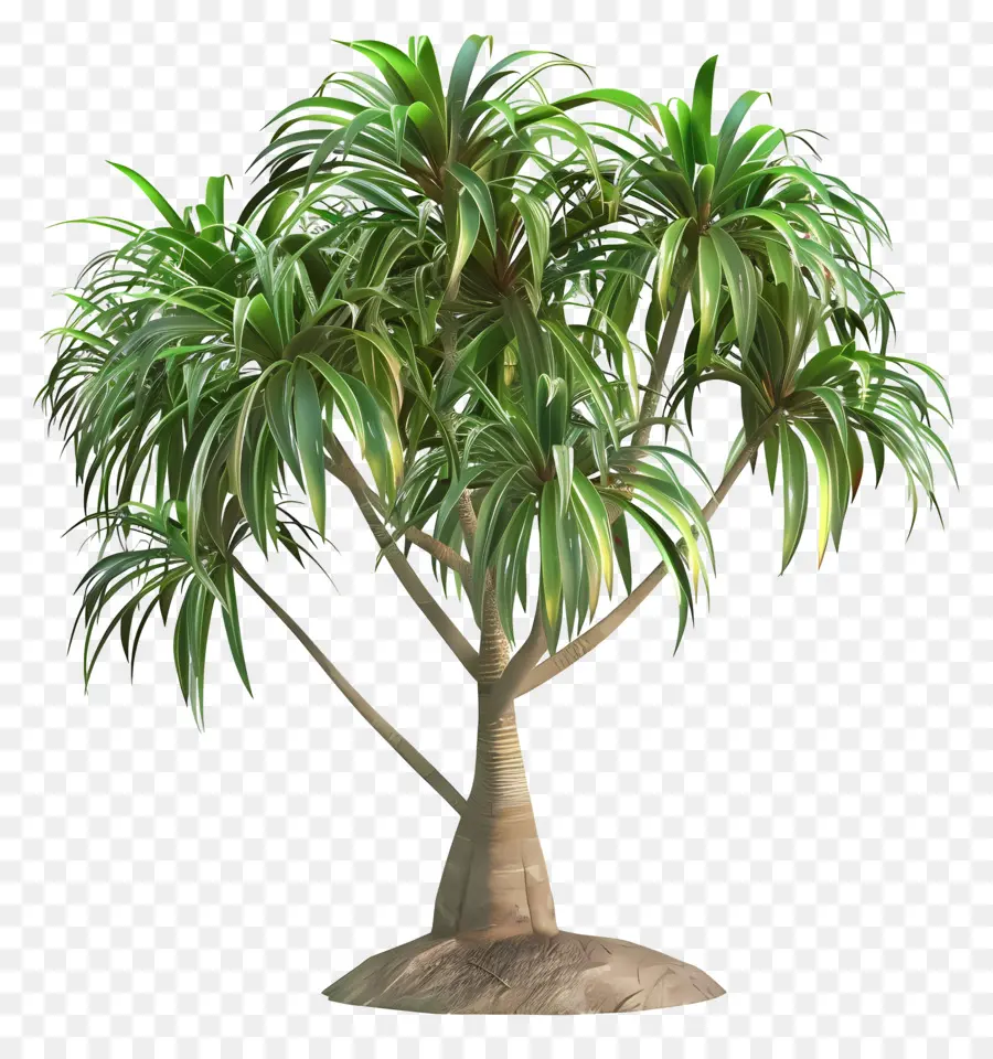 Palmeira，Planta Verde PNG