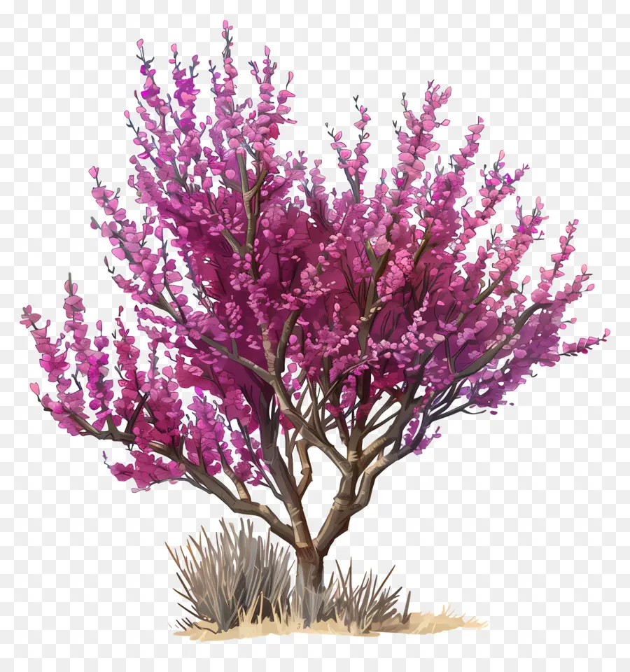 Judas árvore，Árvore De Floração Rosa PNG