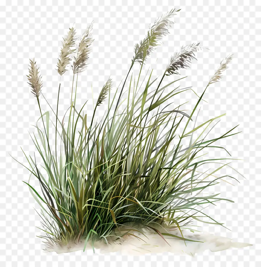 Karl Foerster Grass，Planta PNG
