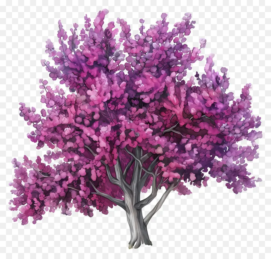 Judas árvore，árvore Púrpura PNG