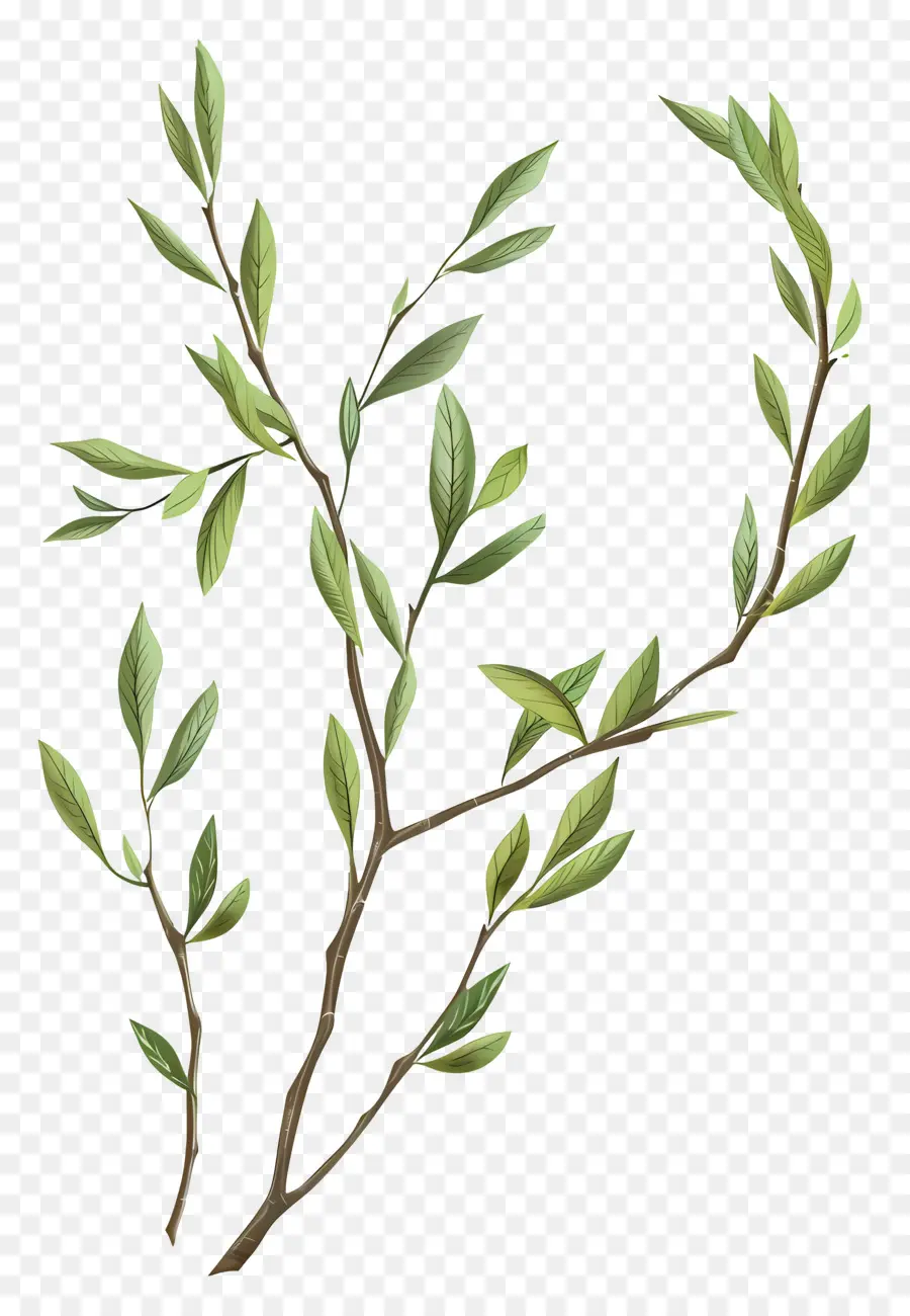 Willow Branch，Ramo PNG