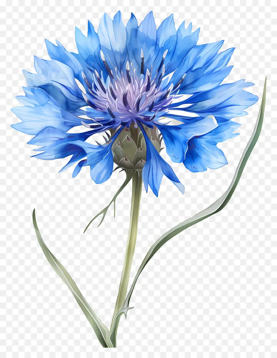 Blue Clowlower，Flor Azul PNG