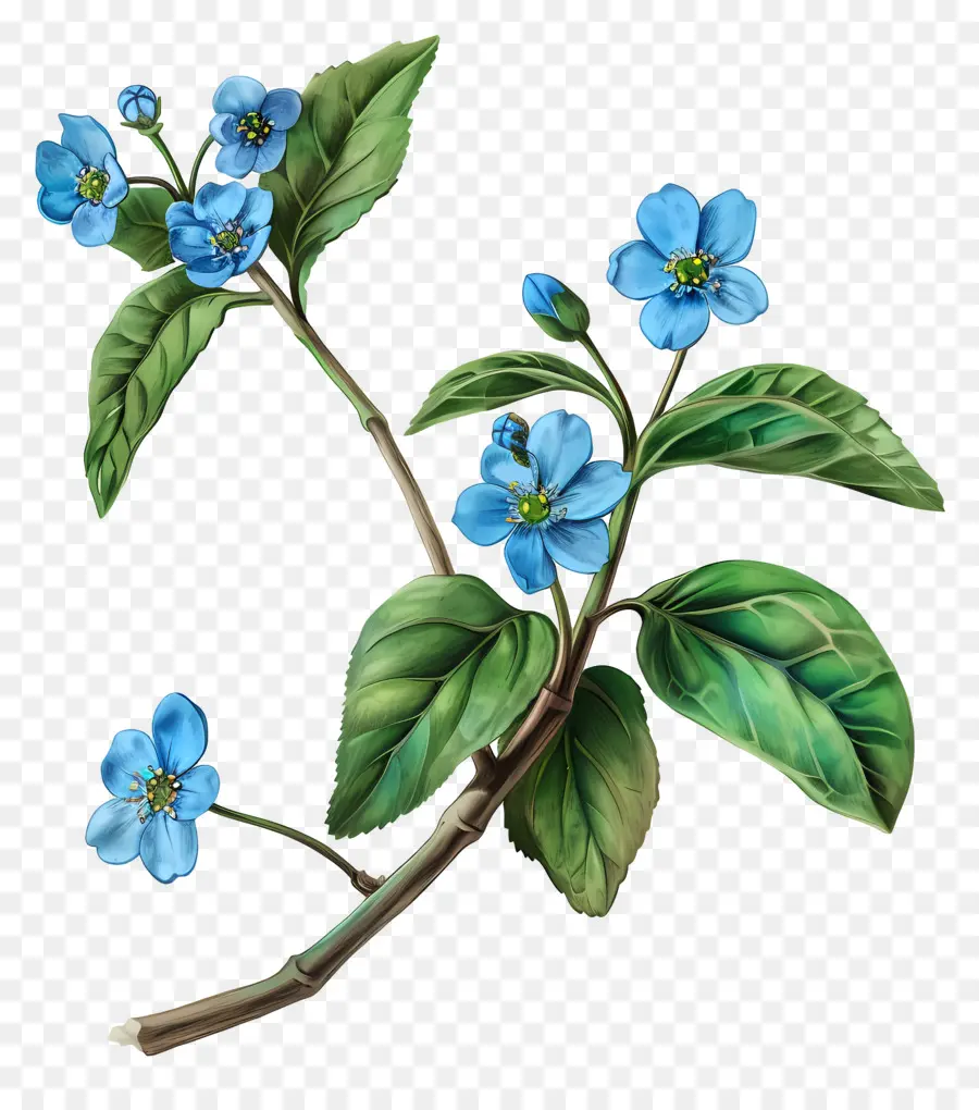 Não Te Esqueças De Mim Flor，Flores Azuis PNG