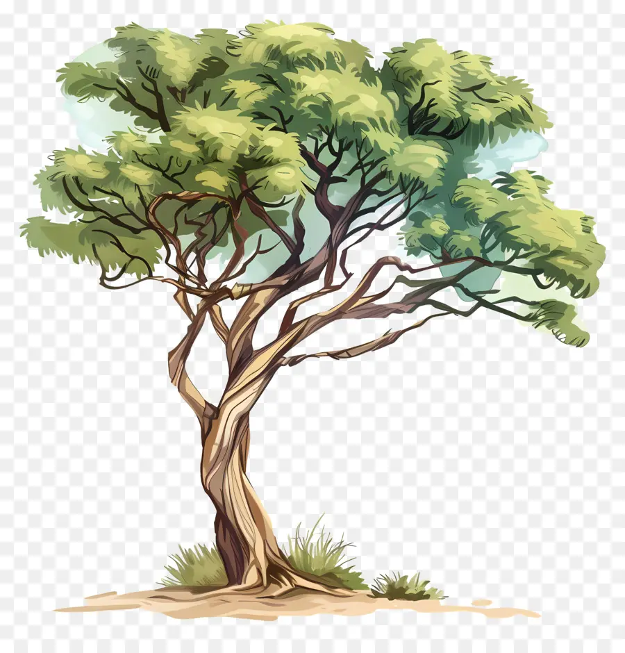 Acácia，árvore PNG