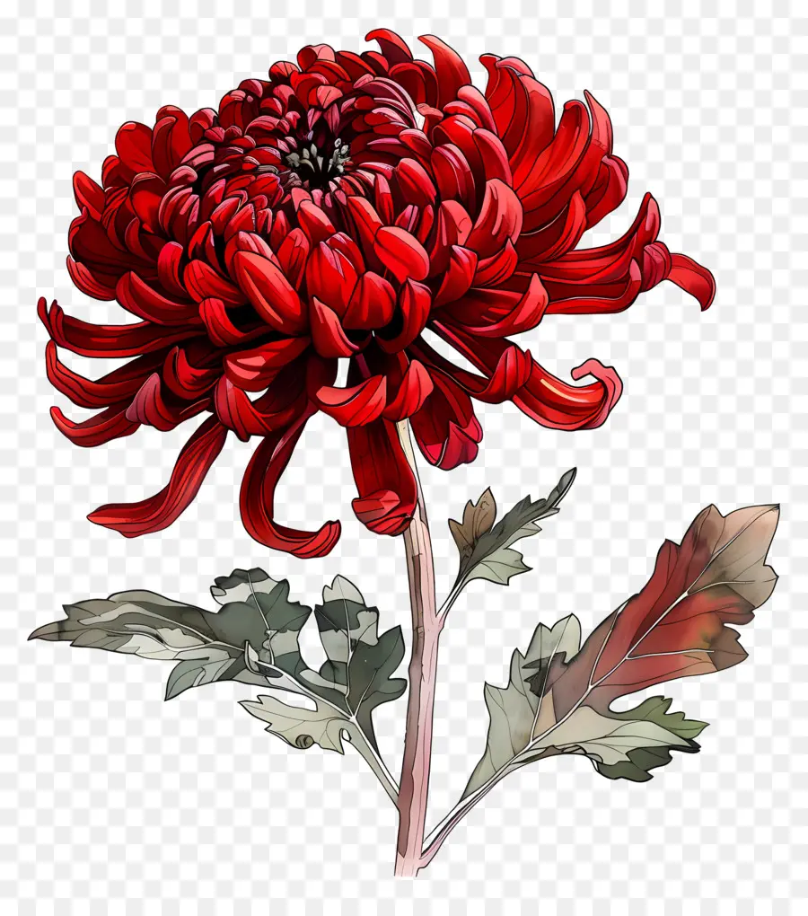 Crisântemo Vermelho，Flor Vermelha Do Crisântemo PNG