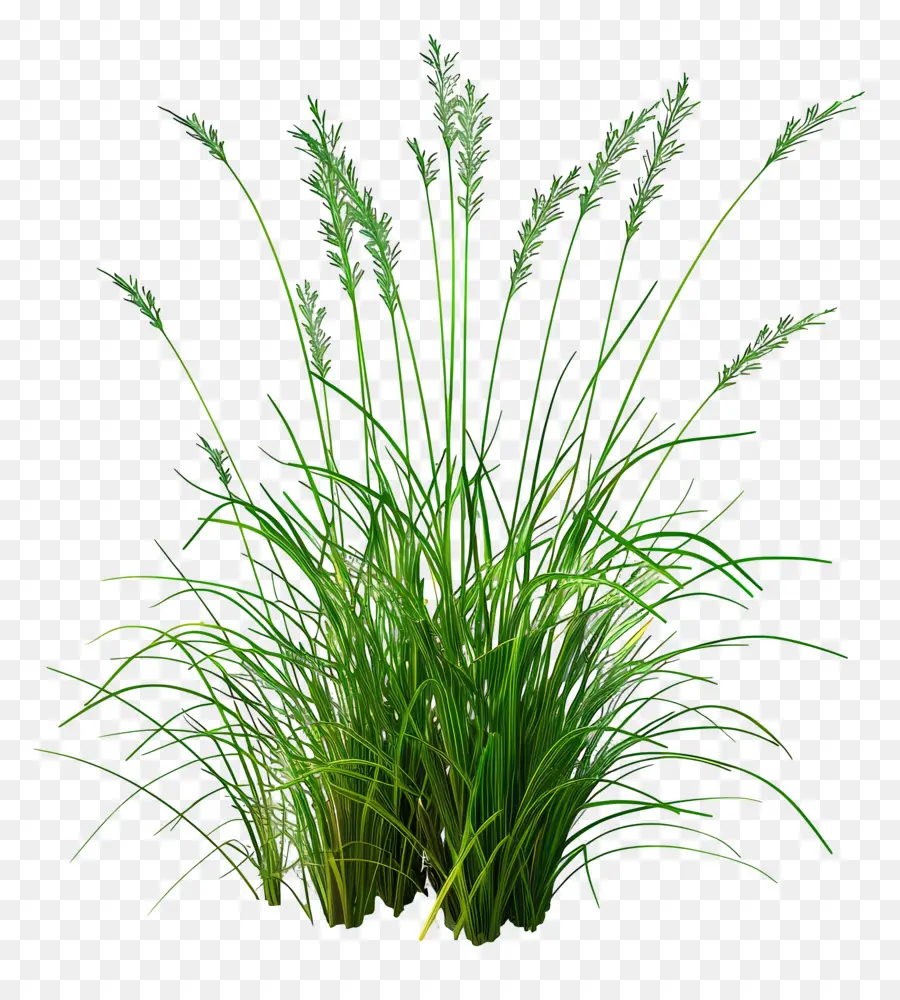 Karl Foerster Grass，Planta Alta PNG