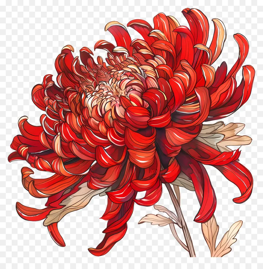 Crisântemo Vermelho，Aquarela PNG