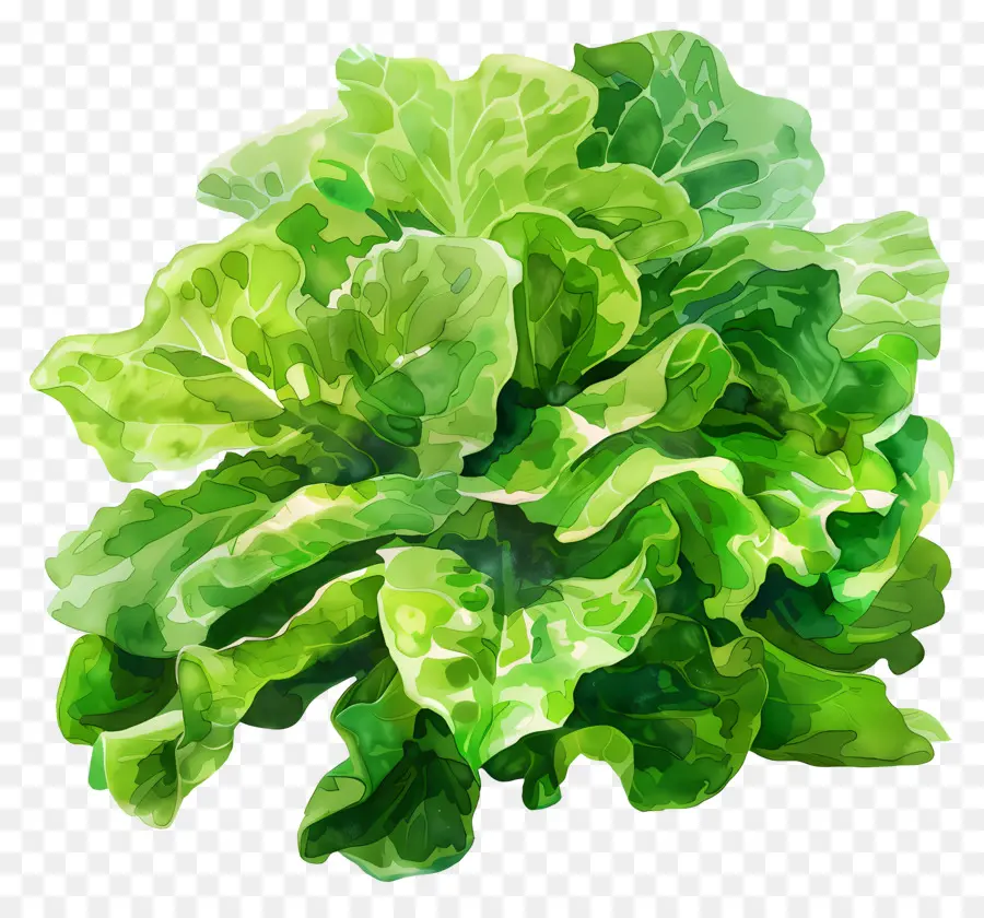 Salada Verde，Alface De Folhas Verdes PNG