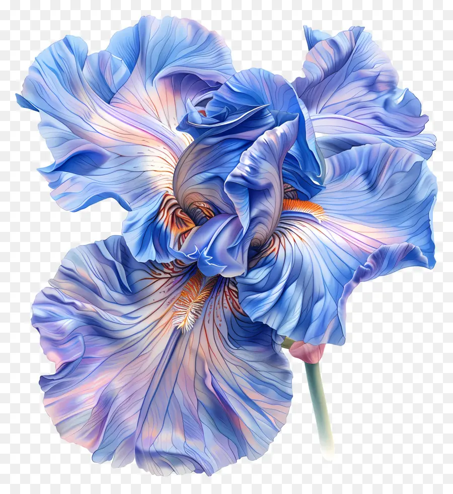 Flor De Iris，íris Azul PNG