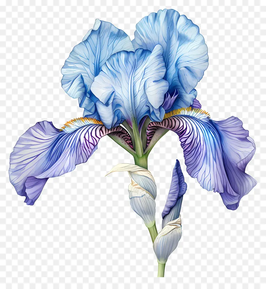 Flor De Iris，Pintura Em Aquarela PNG