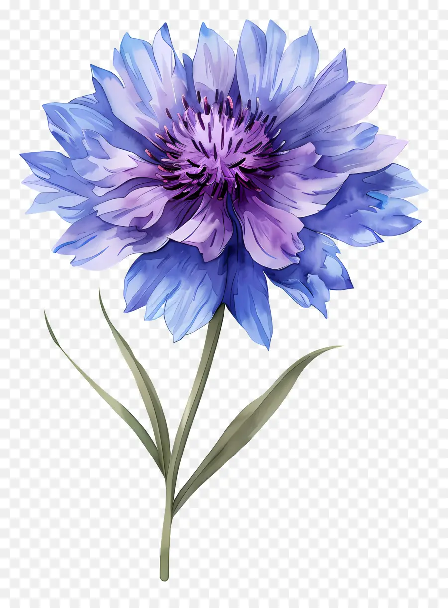 Milho De Milho Roxa，Flor Azul PNG