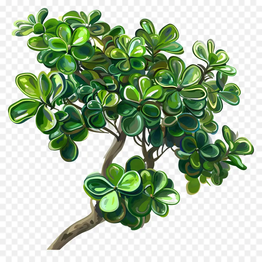 Planta De Jade Ripple，Planta Verde PNG