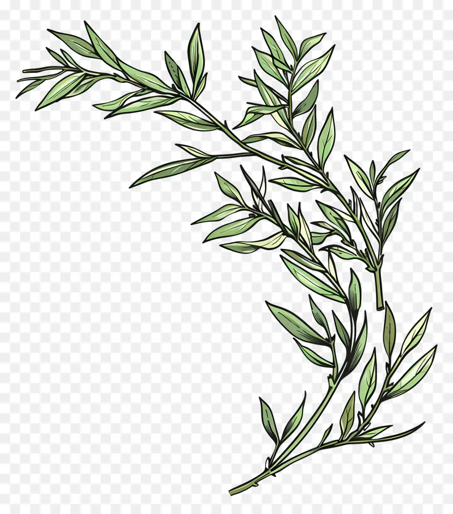 Willow Branch，Ramo PNG