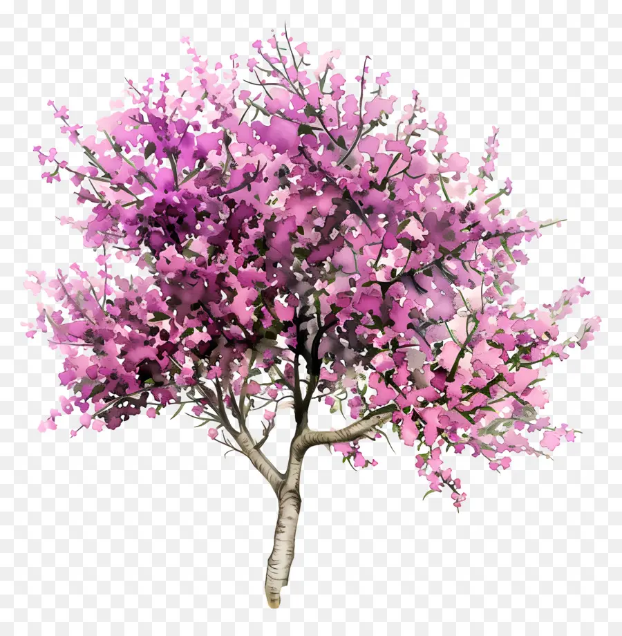 Judas árvore，árvore De Flores PNG