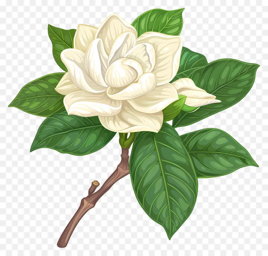 Gardênia Flores，White Gardenia PNG