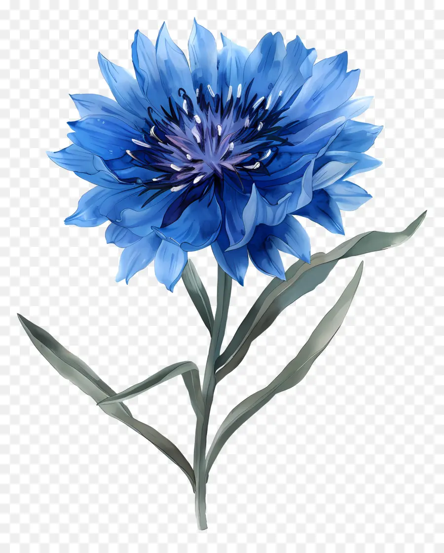 Blue Clowlower，Flor Azul PNG