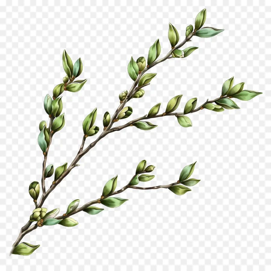 Willow Branch，Galho Frondoso PNG