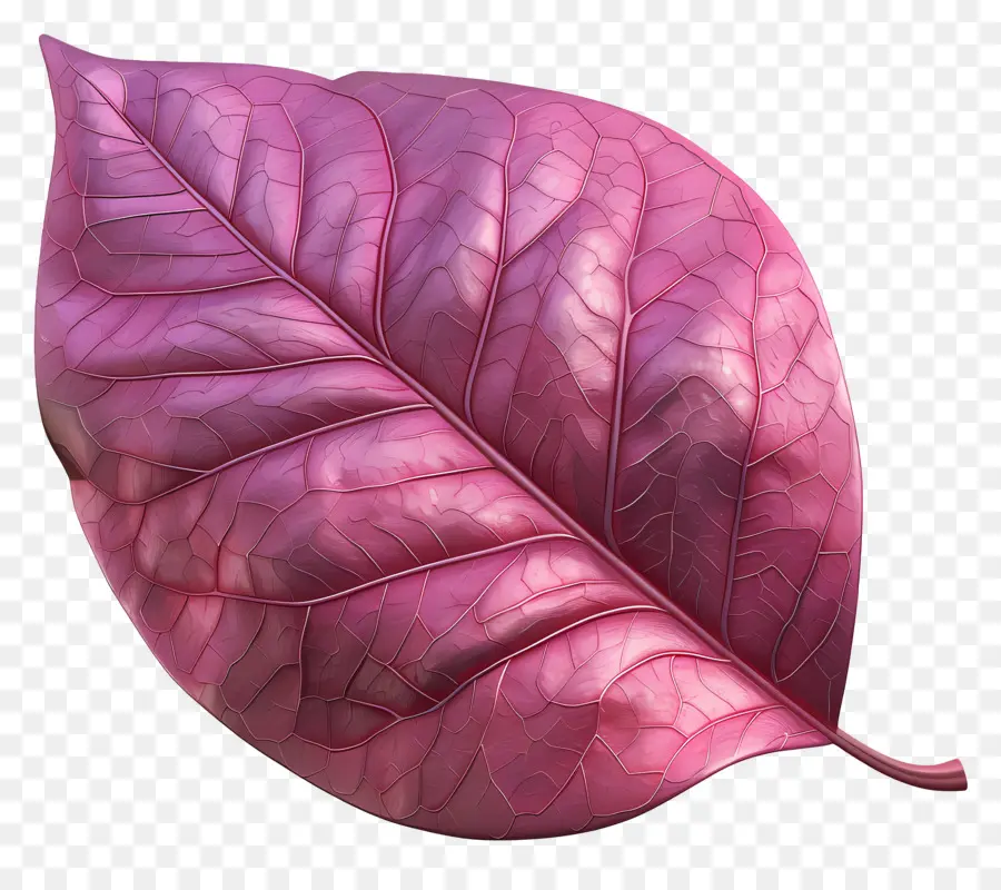 Folha，Cor De Rosa Folha PNG